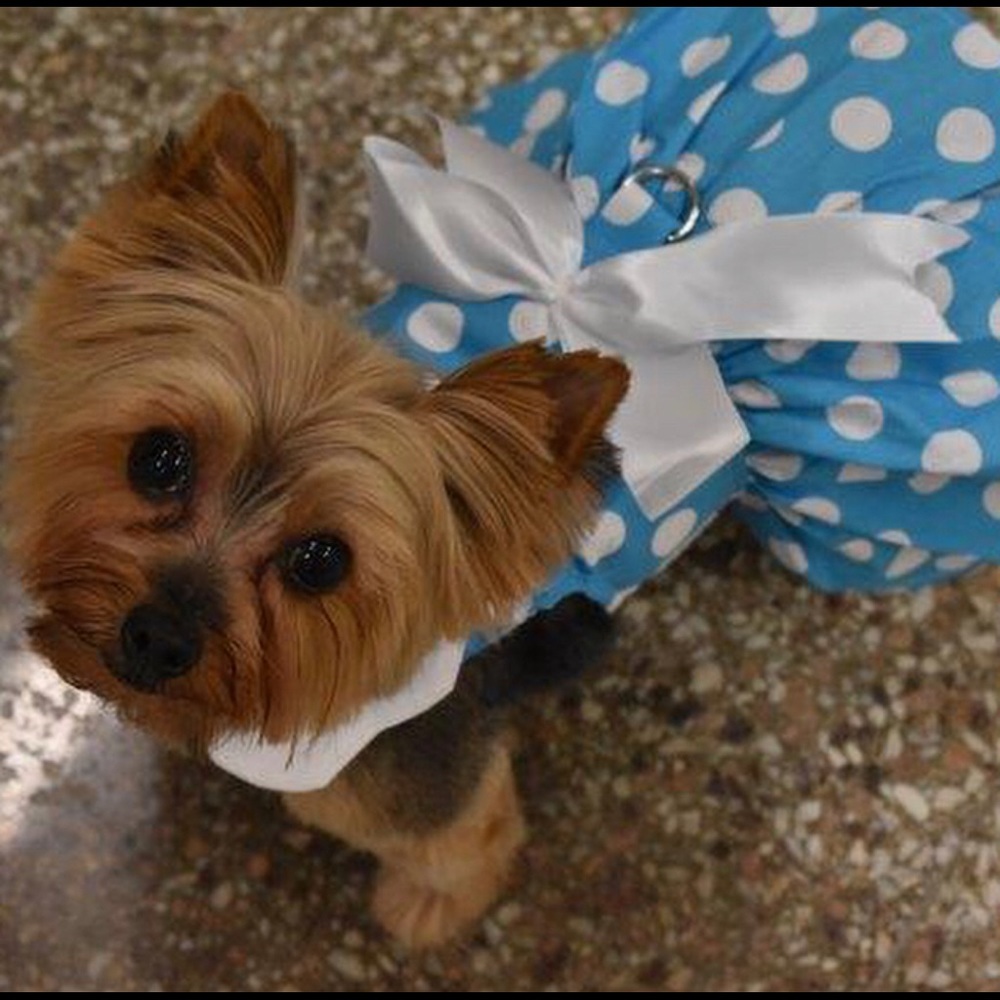 Small Dog Dress